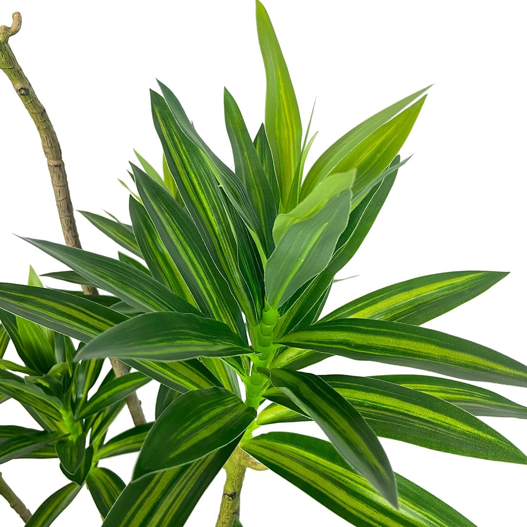 Dracaena Reflexa foncé