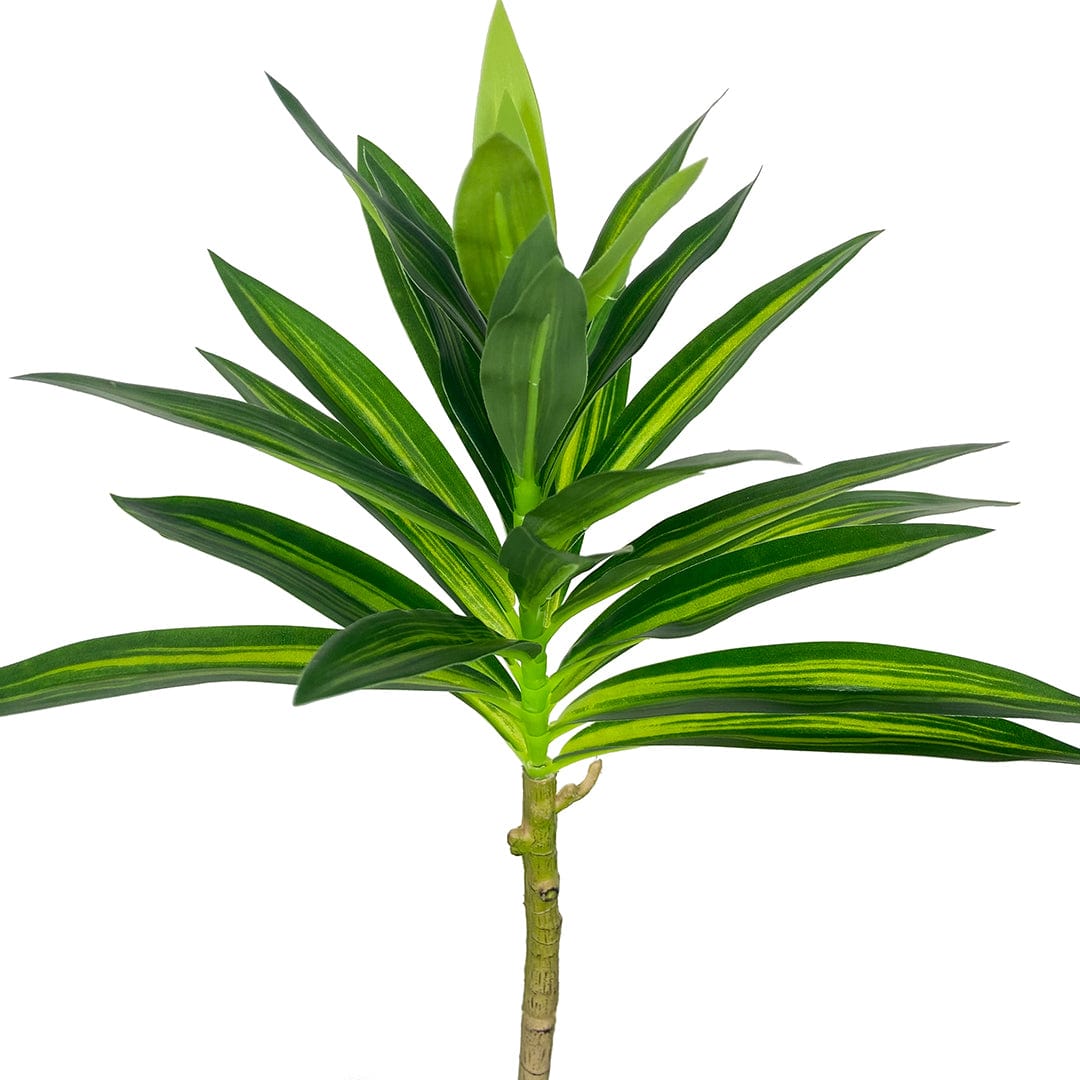 Dracaena Reflexa foncé
