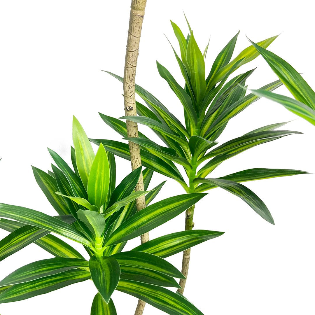 Dracaena Reflexa foncé