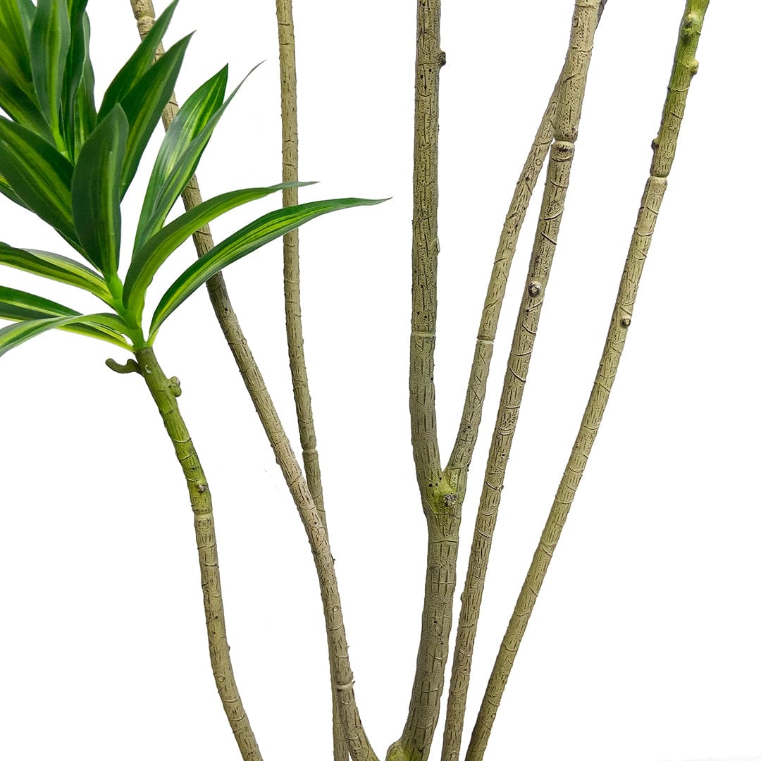 Dracaena Reflexa foncé