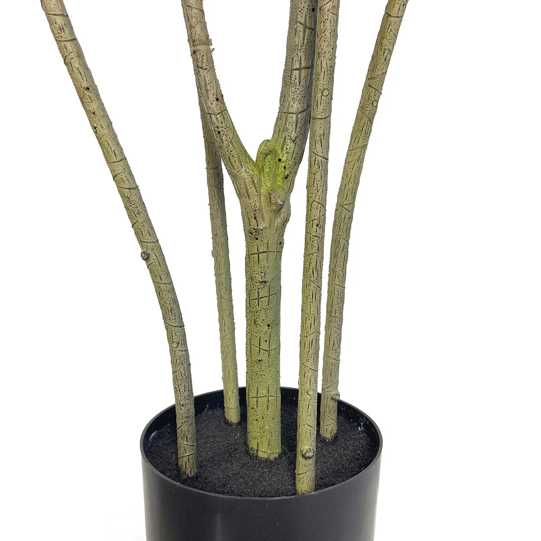 Dracaena Reflexa foncé