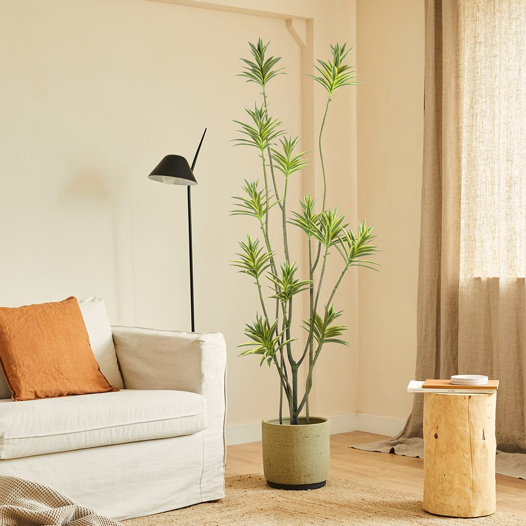Dracaena Reflexa