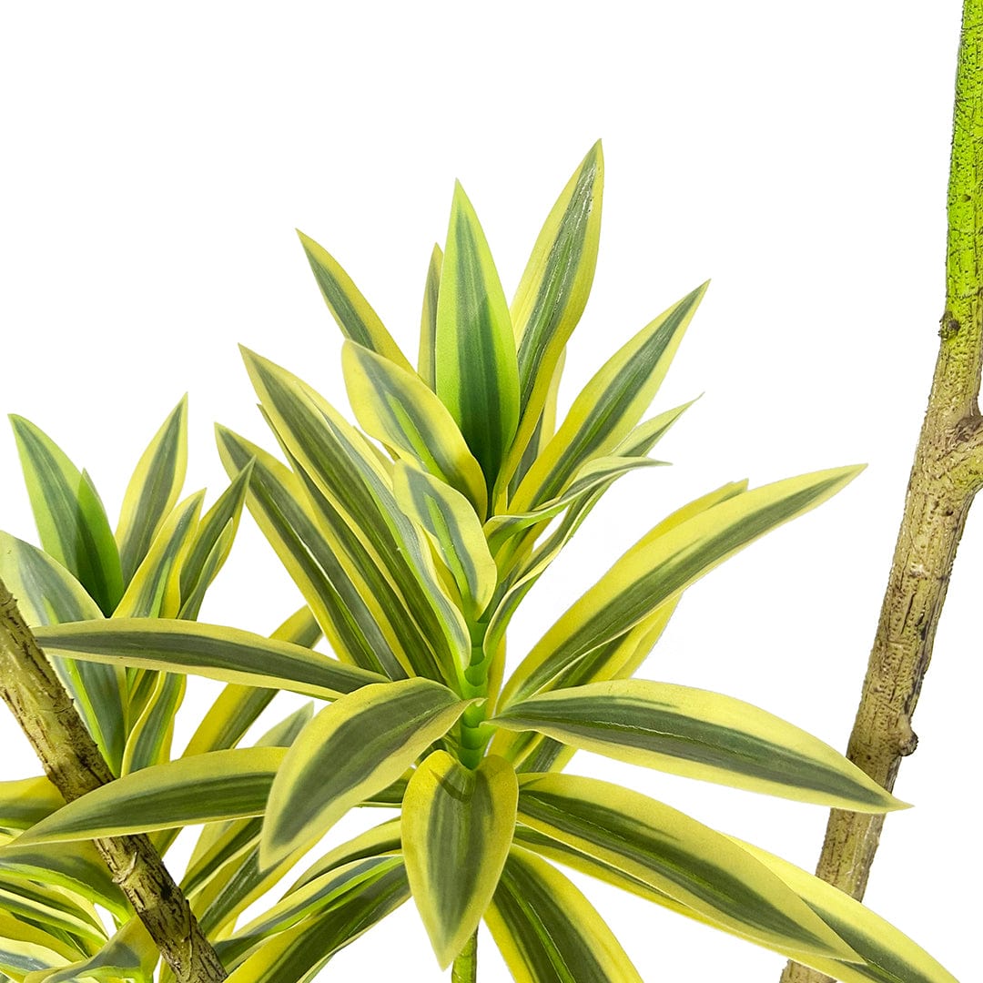 Dracaena Reflexa