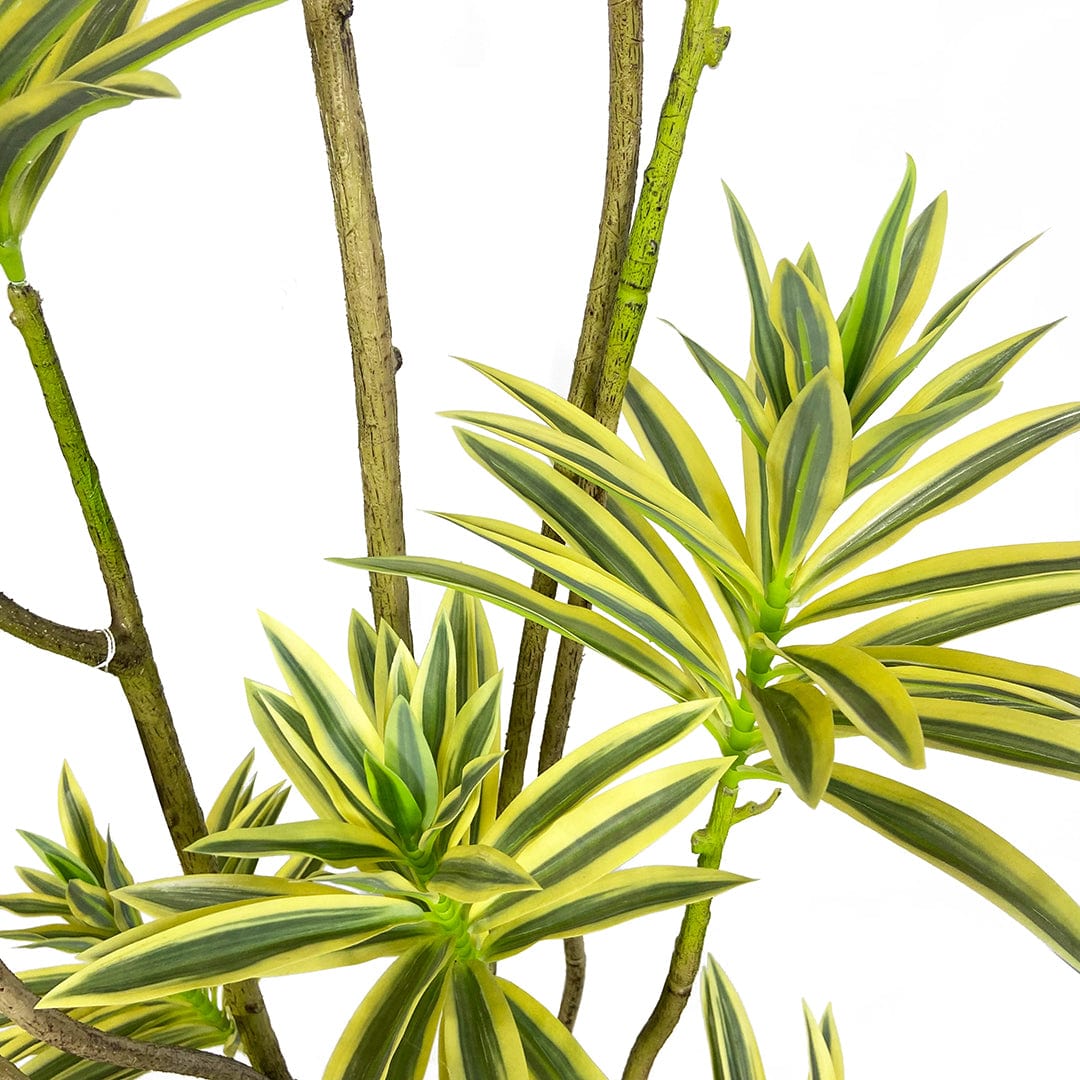 Dracaena Reflexa