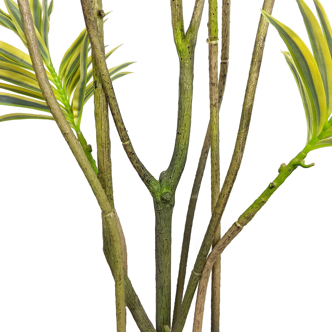 Dracaena Reflexa