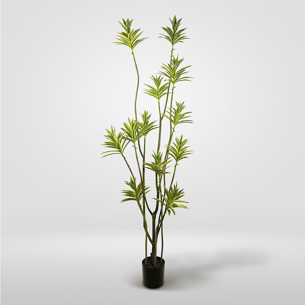 Dracaena Reflexa
