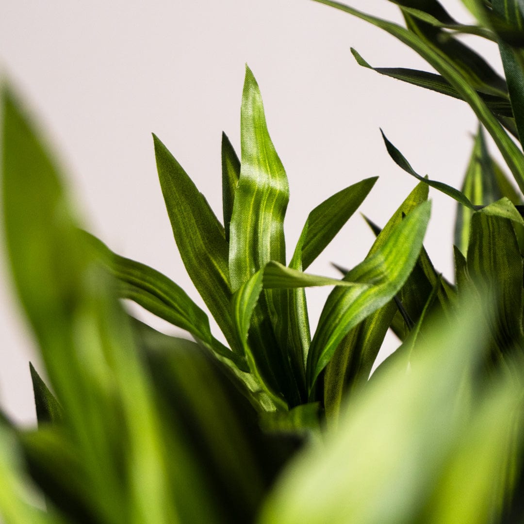 Oriental Dracena