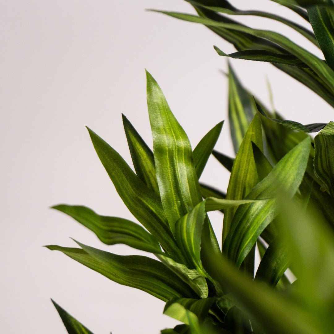 Östliche Dracaena