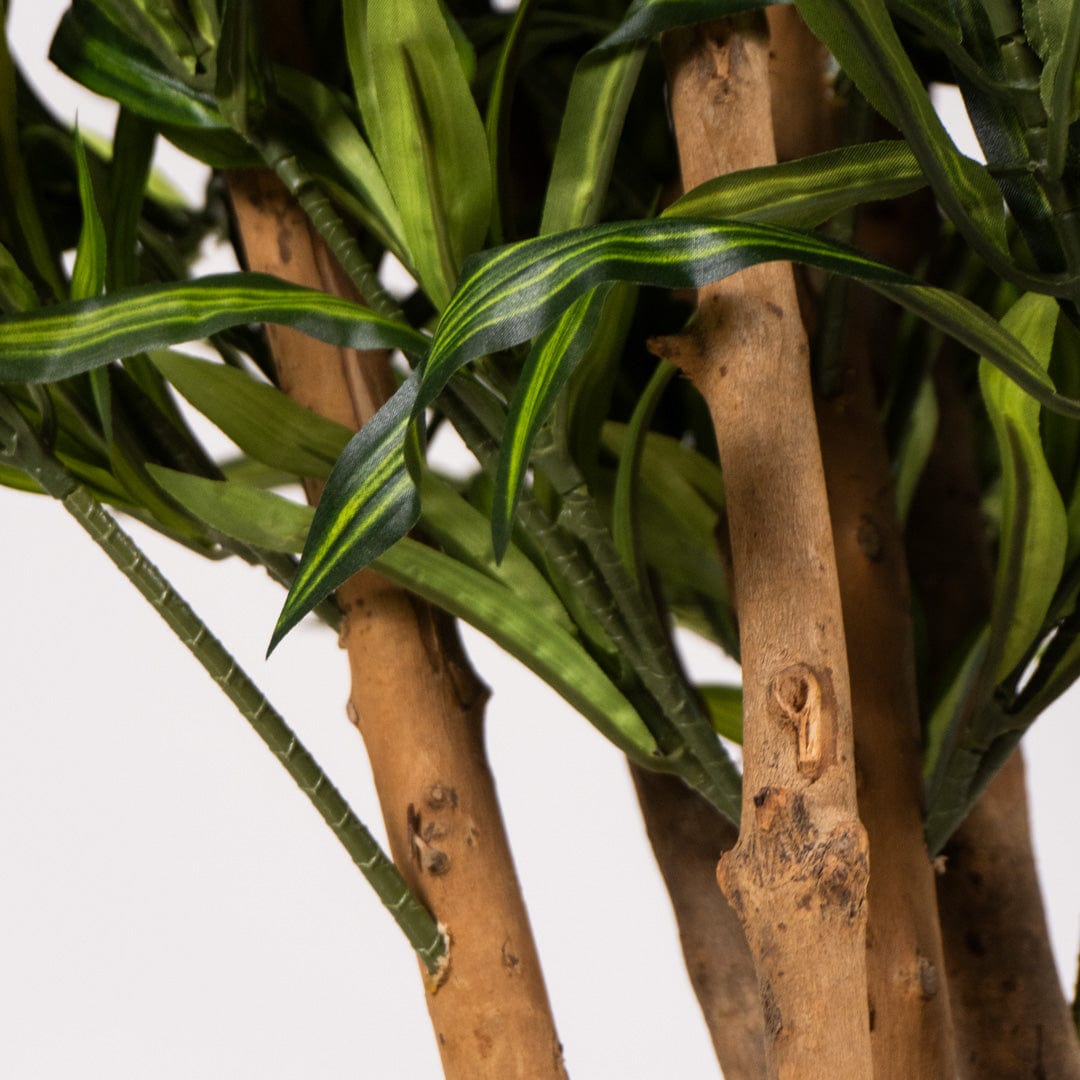 Östliche Dracaena