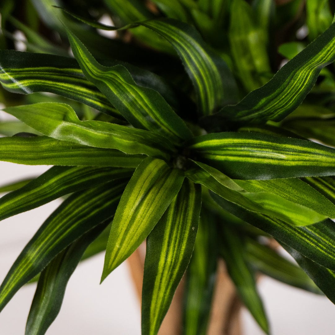 Östliche Dracaena