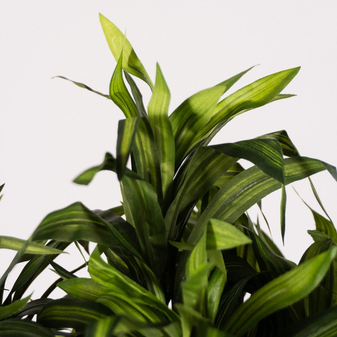 Östliche Dracaena