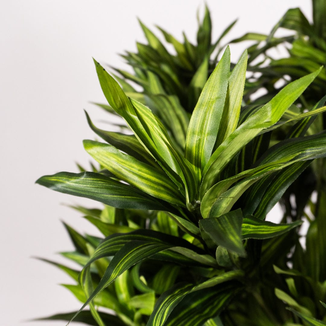 Östliche Dracaena