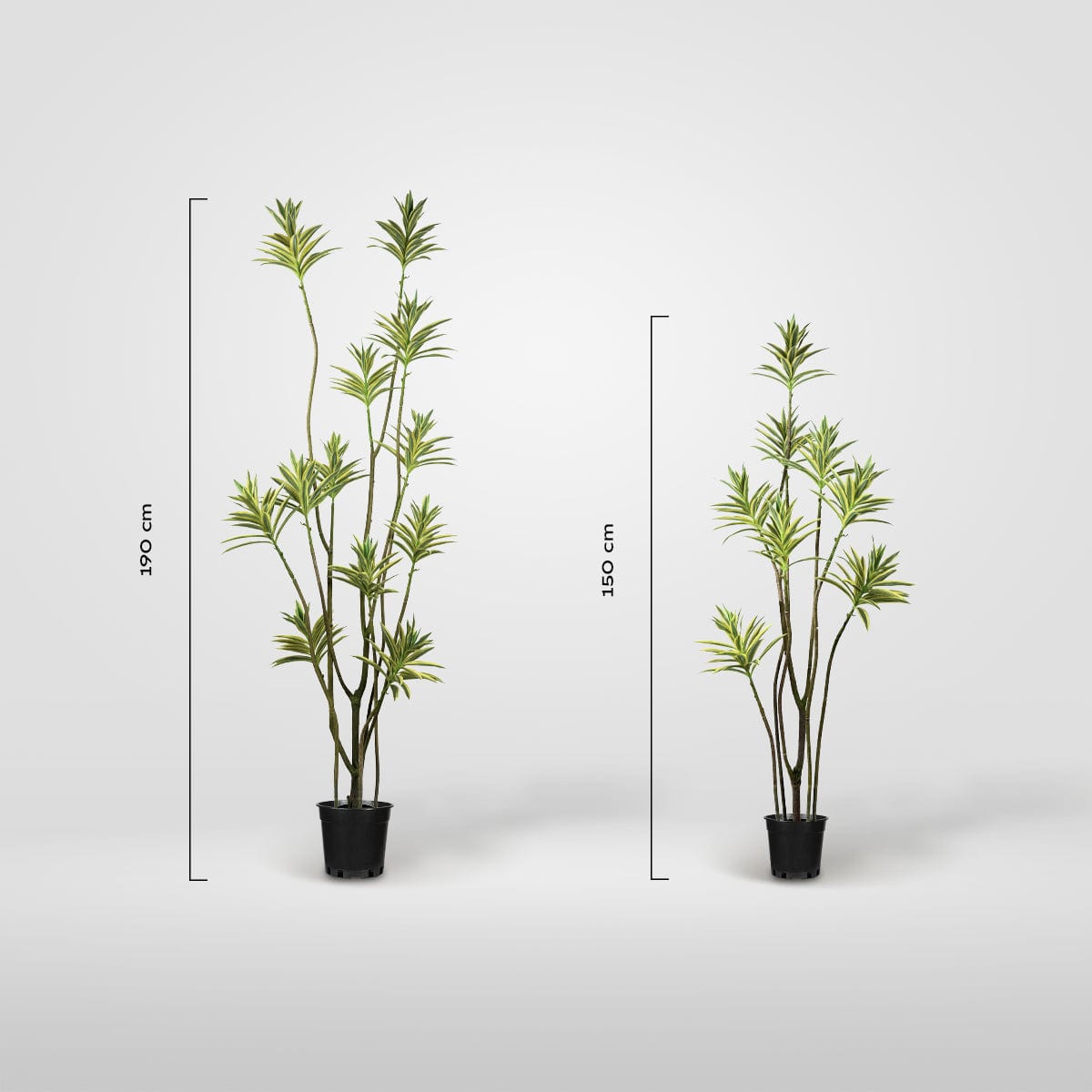 Dracaena Reflexa