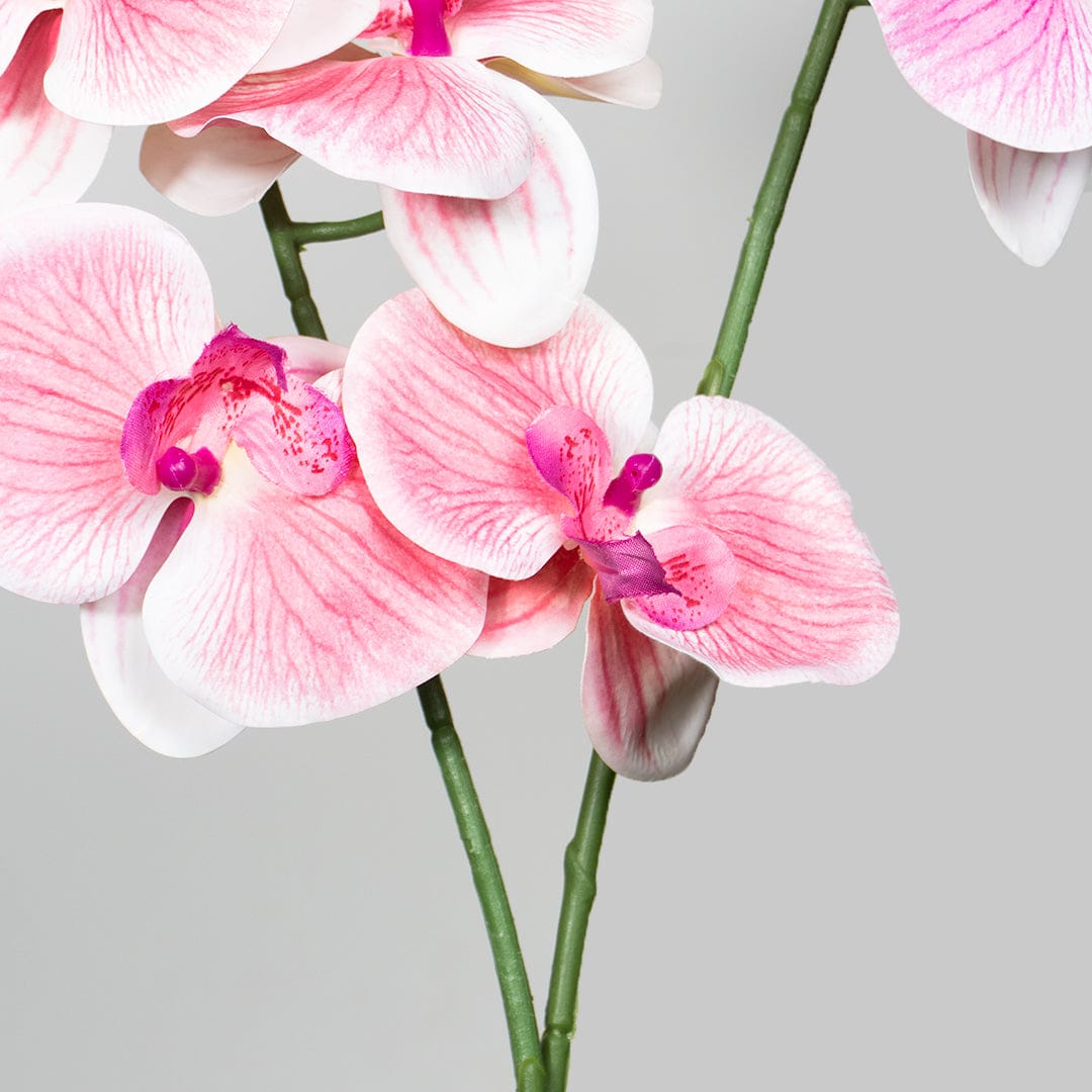 Single Orchidee Babyrosa