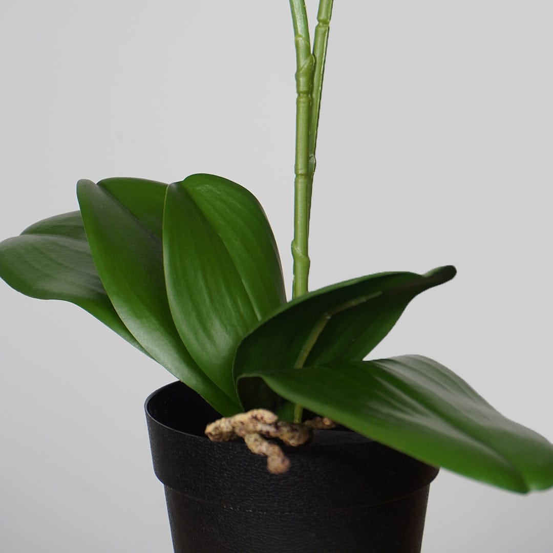 Single Orchidee Babyrosa