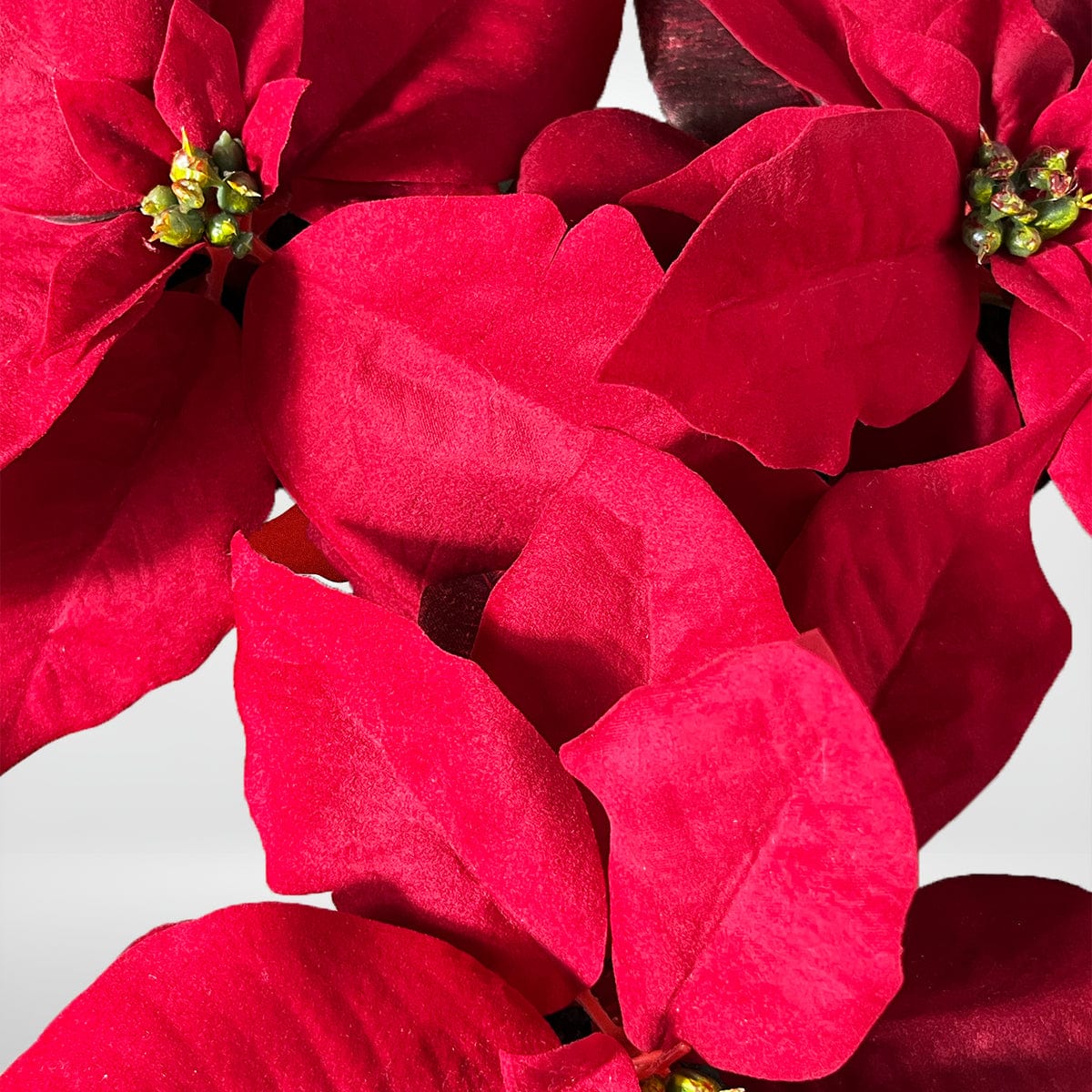 Poinsettia