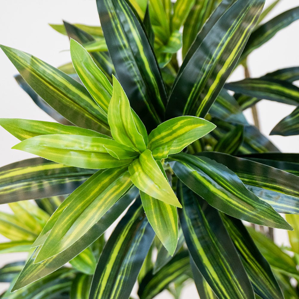 Dracena kaiserlich