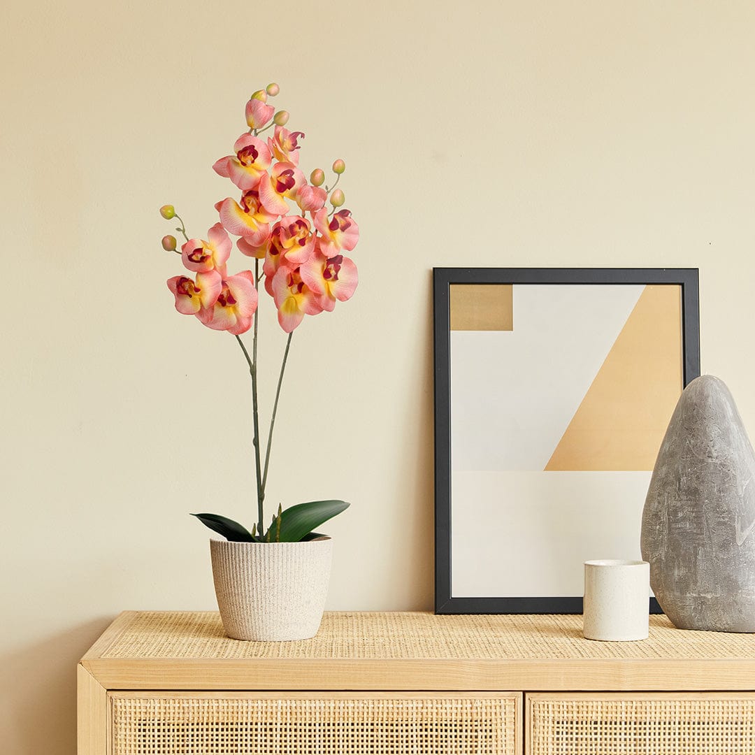 Duo Orchidee Lachsfarben