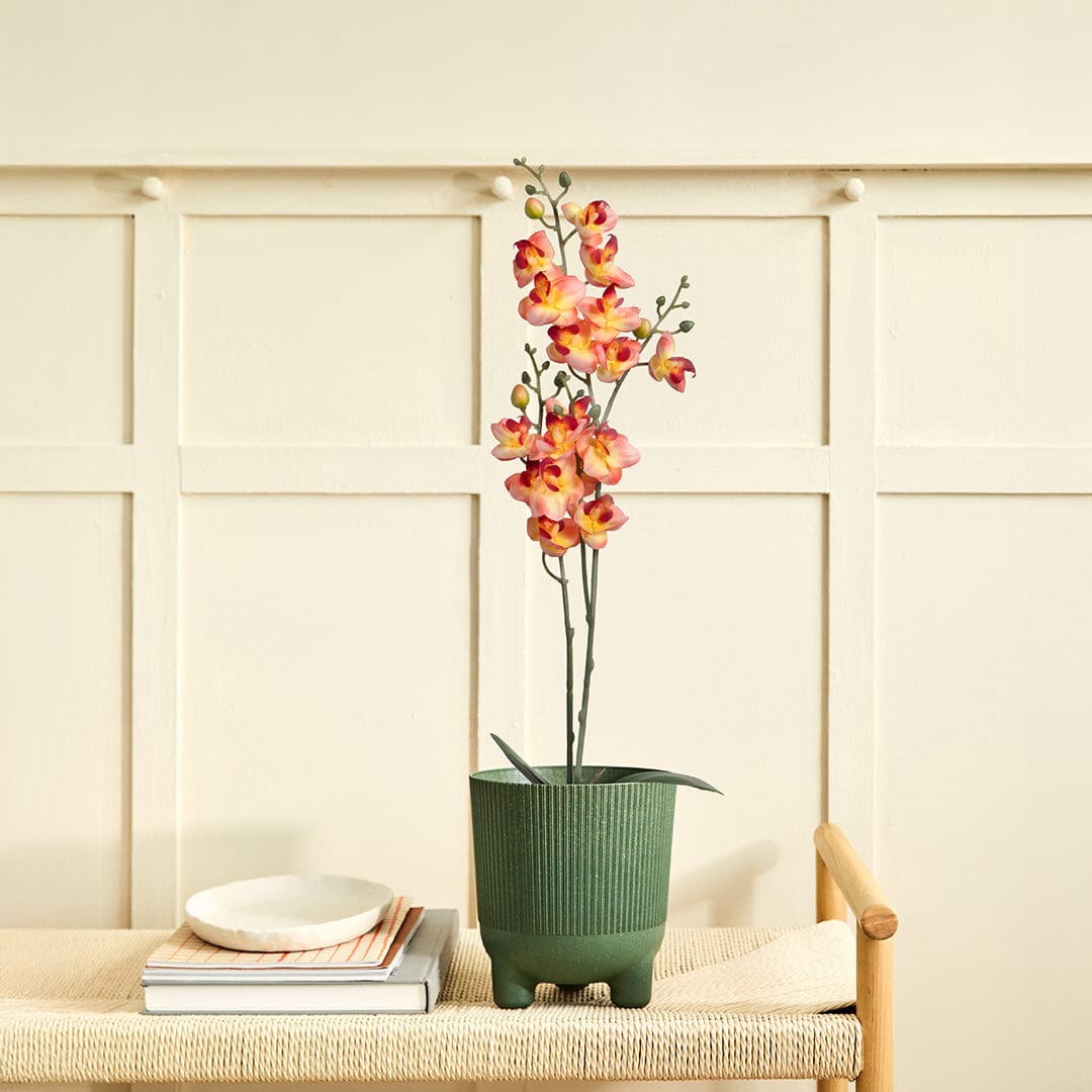 Single Orchidee Lachsfarben