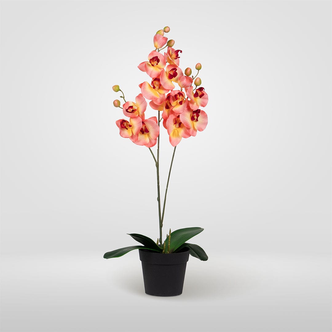 Duo Orchidee Lachsfarben