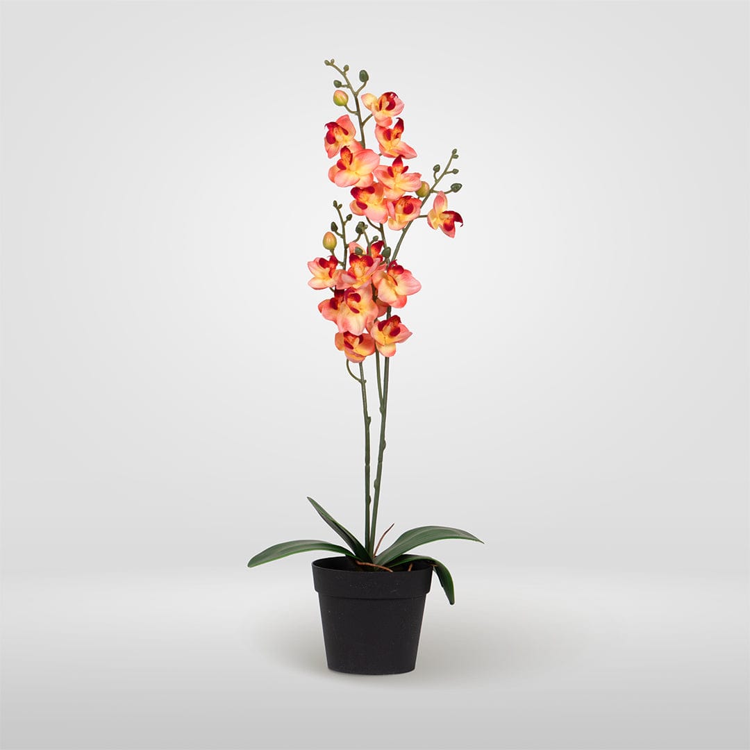 Single Orchidee Lachsfarben