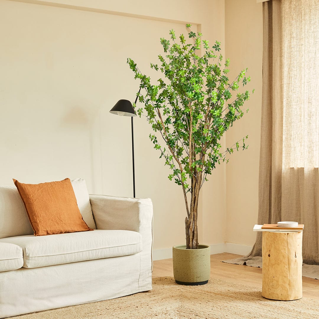 Albero Enquianto