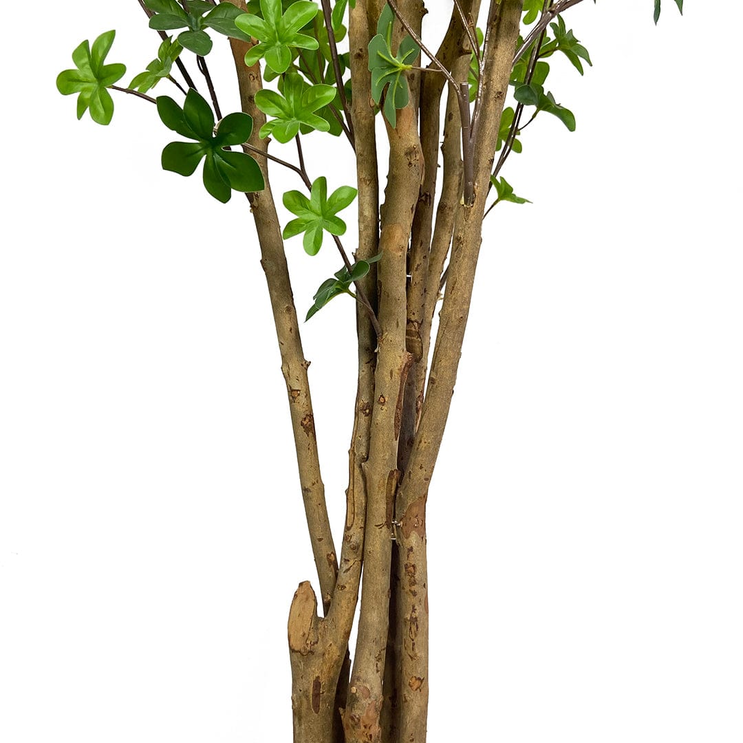 Albero Enquianto