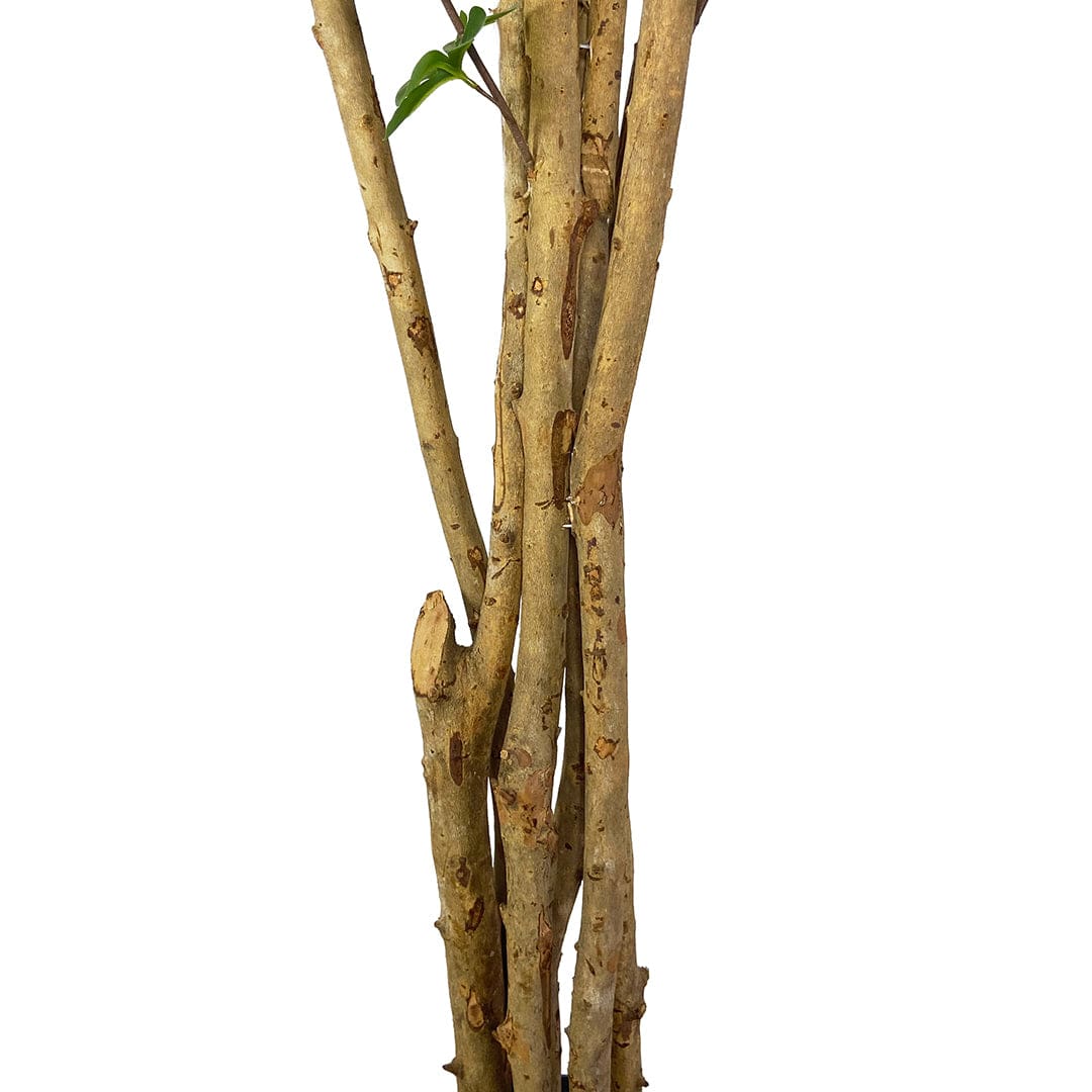 Albero Enquianto