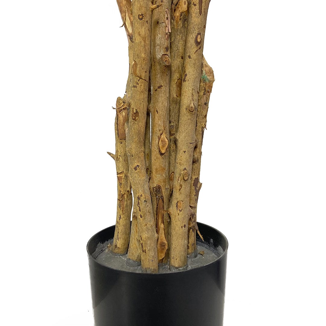 Albero Enquianto