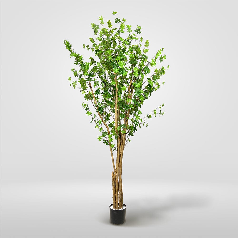 Albero Enquianto