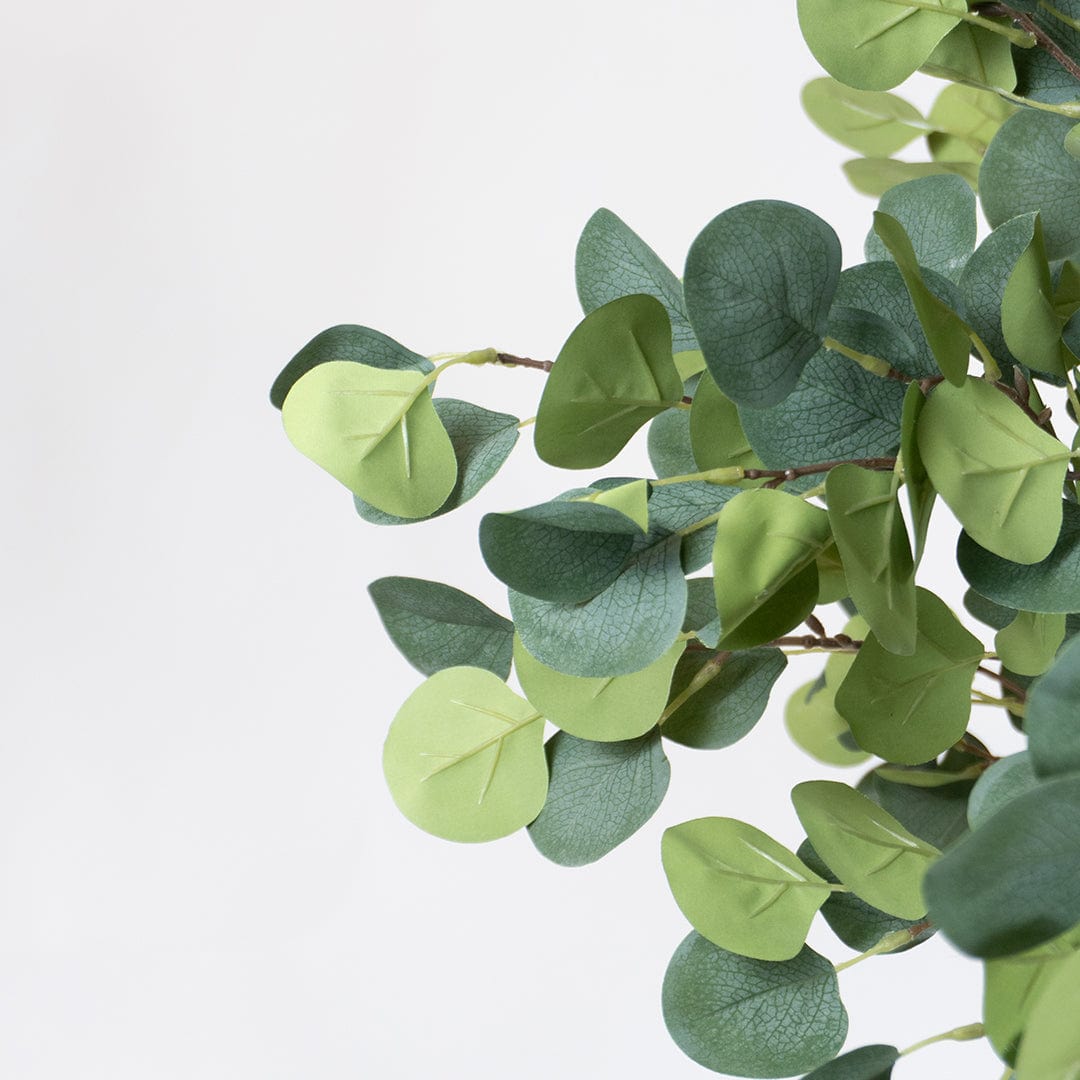 Wild Eucalyptus