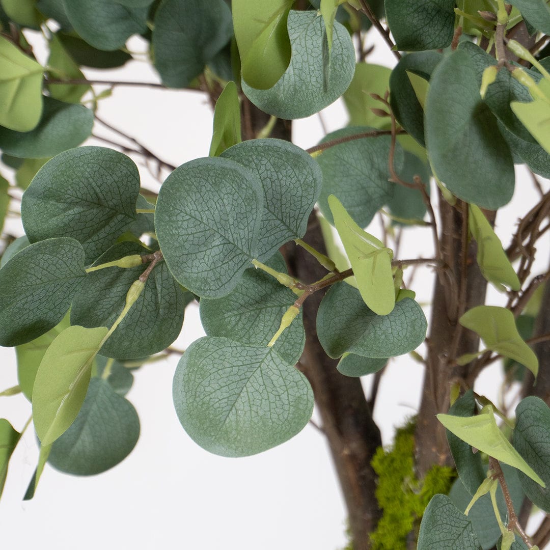 Wild Eucalyptus