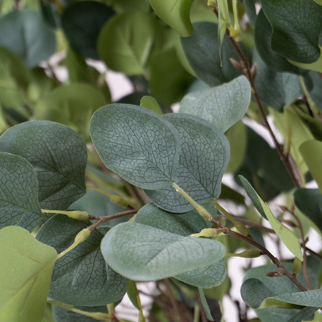Wild Eucalyptus