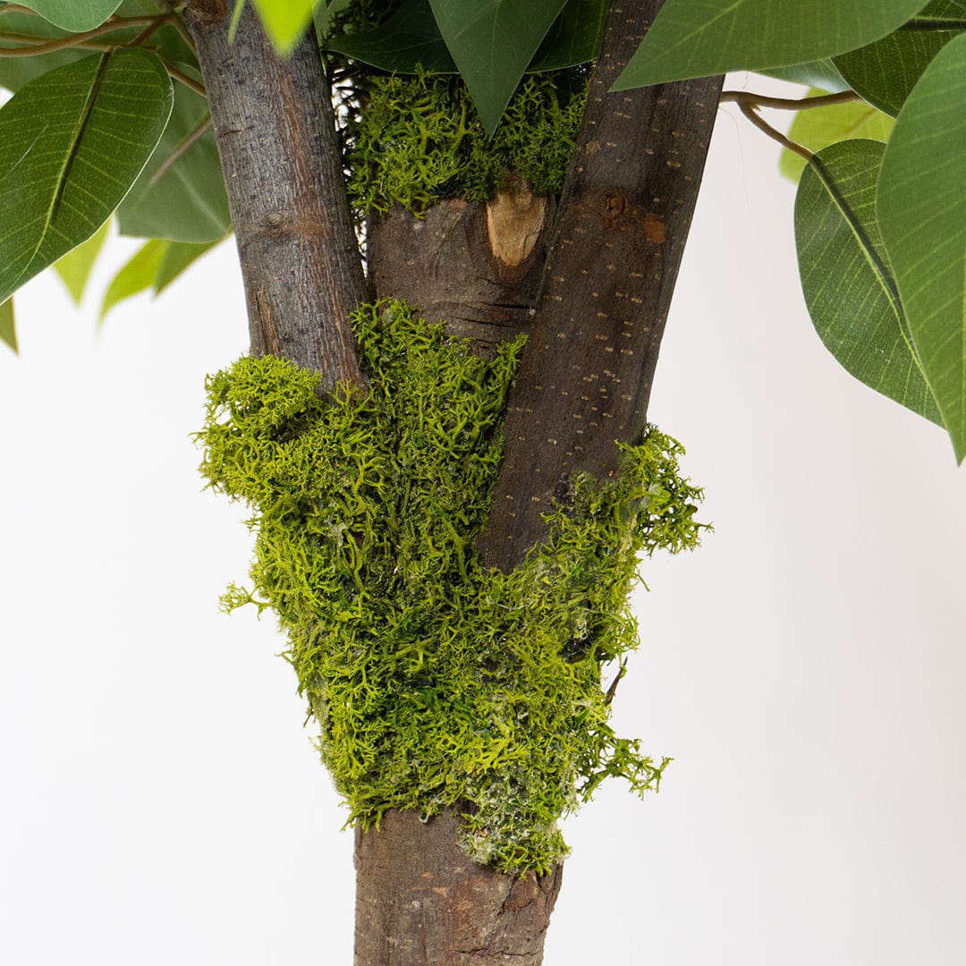 Wild Ficus