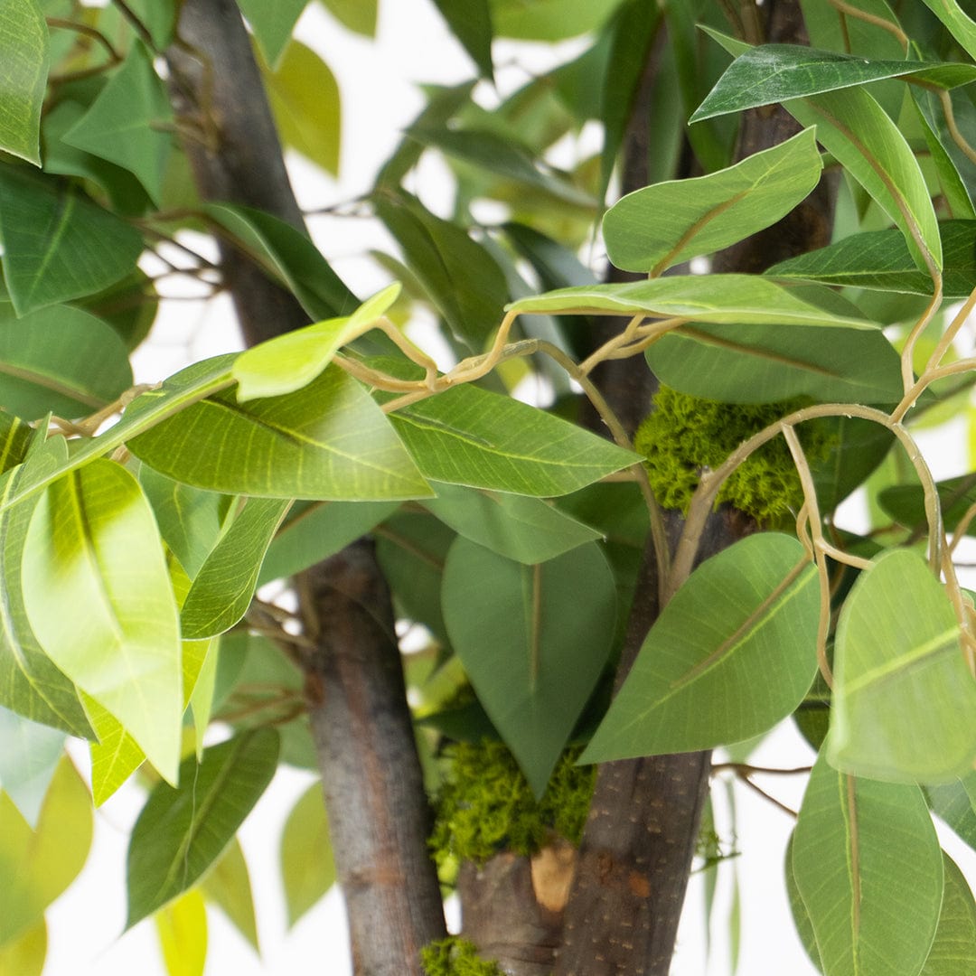 Wild Ficus