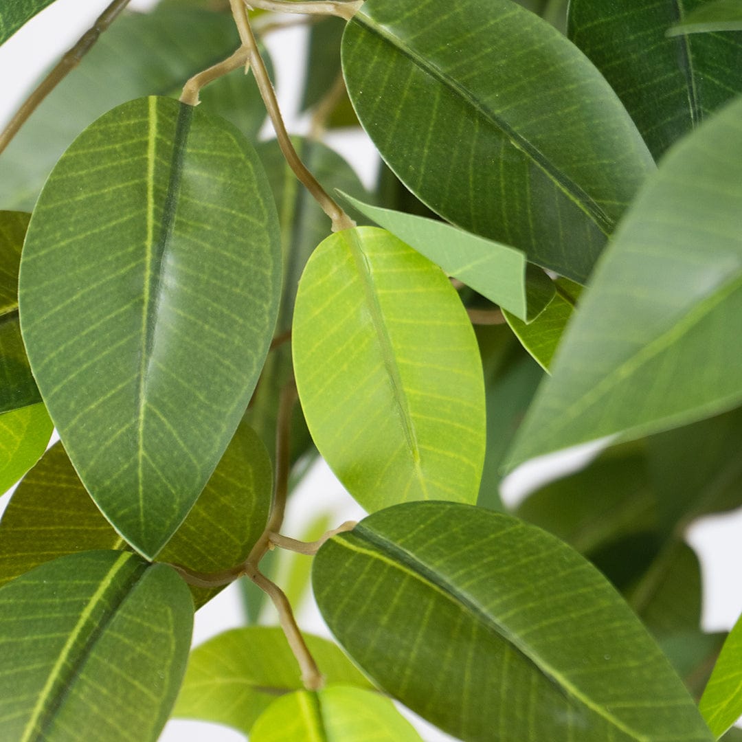 Wild Ficus