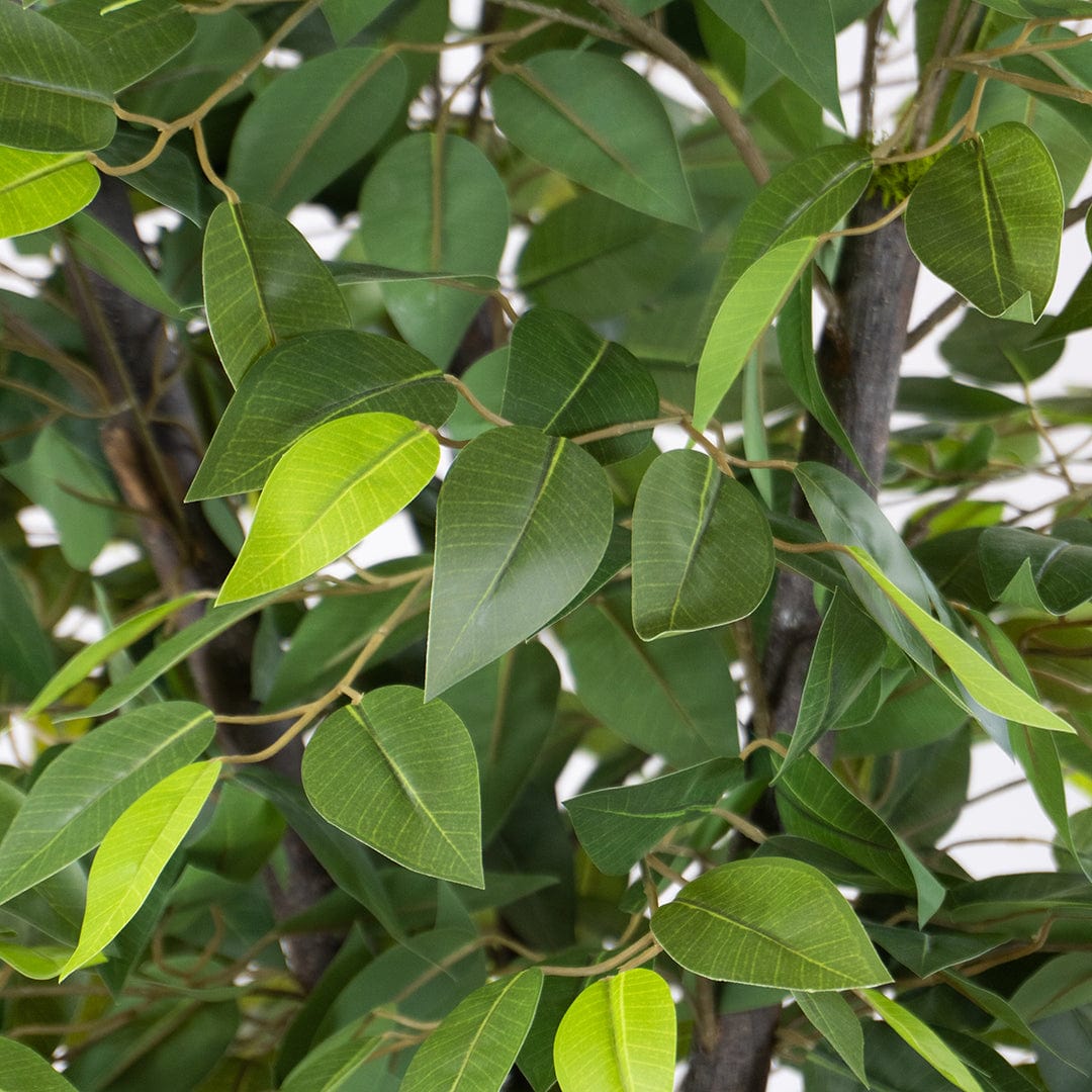 Wild Ficus