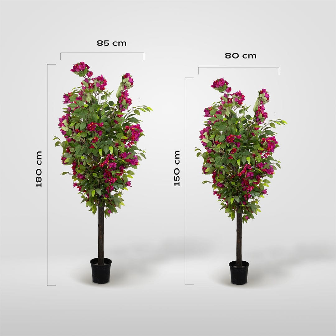 Wild Ficus Bougainvillea