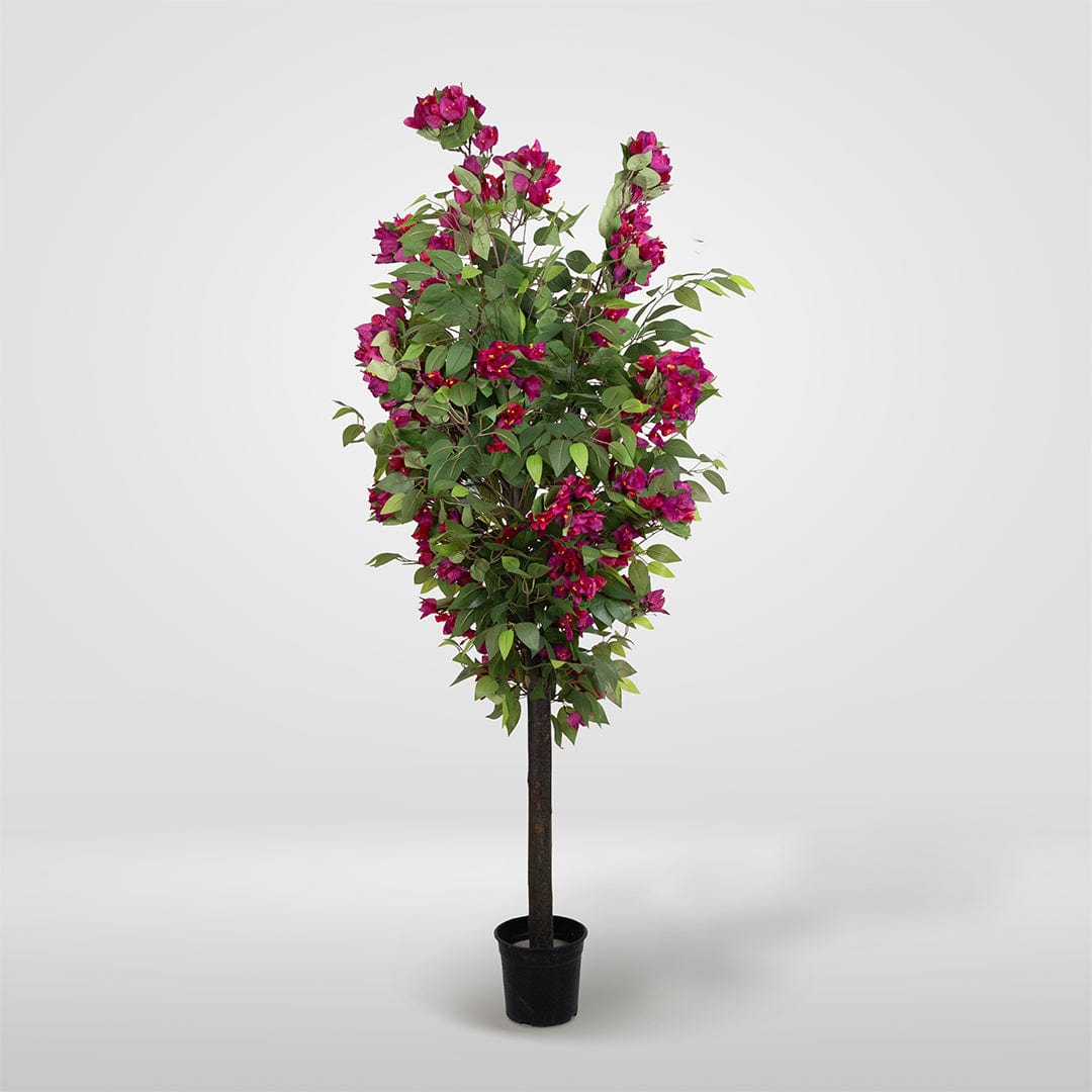 Wild Ficus Bougainvillea