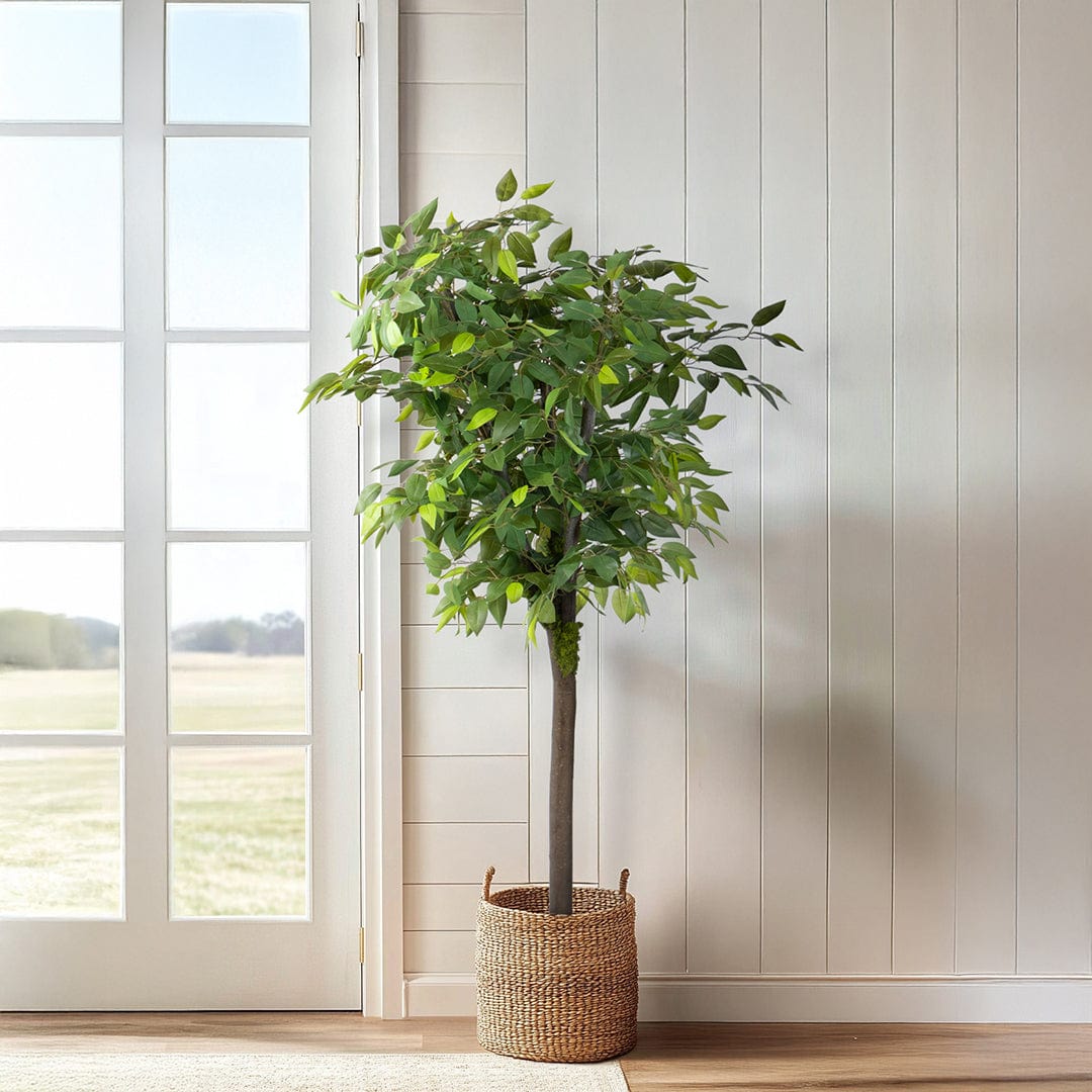 Wild Ficus