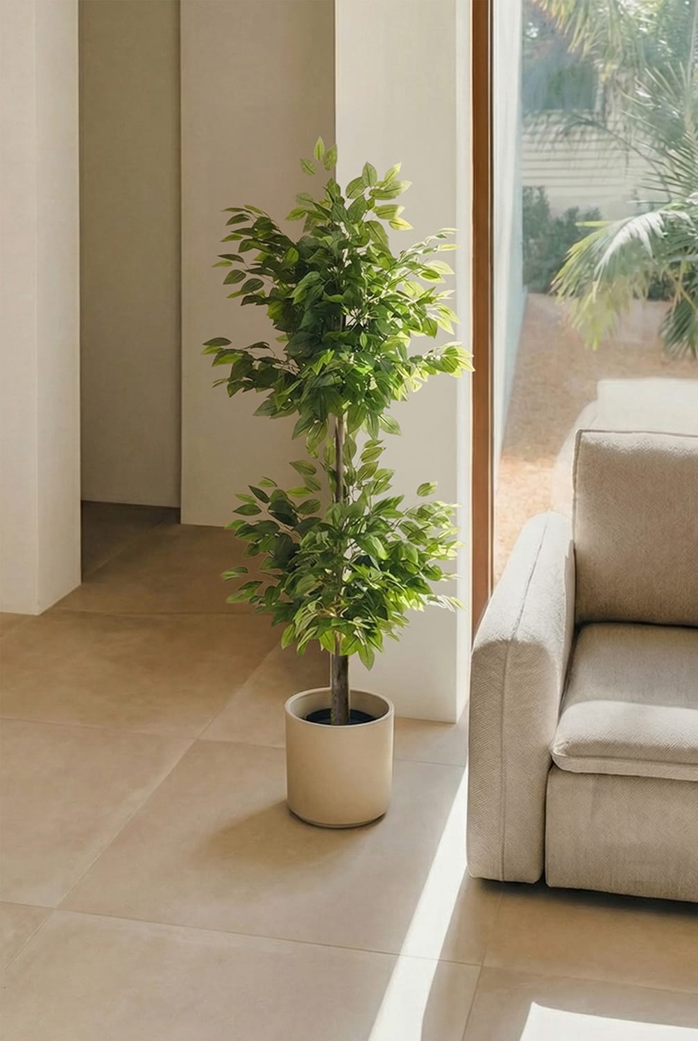 Ficus 2 copas