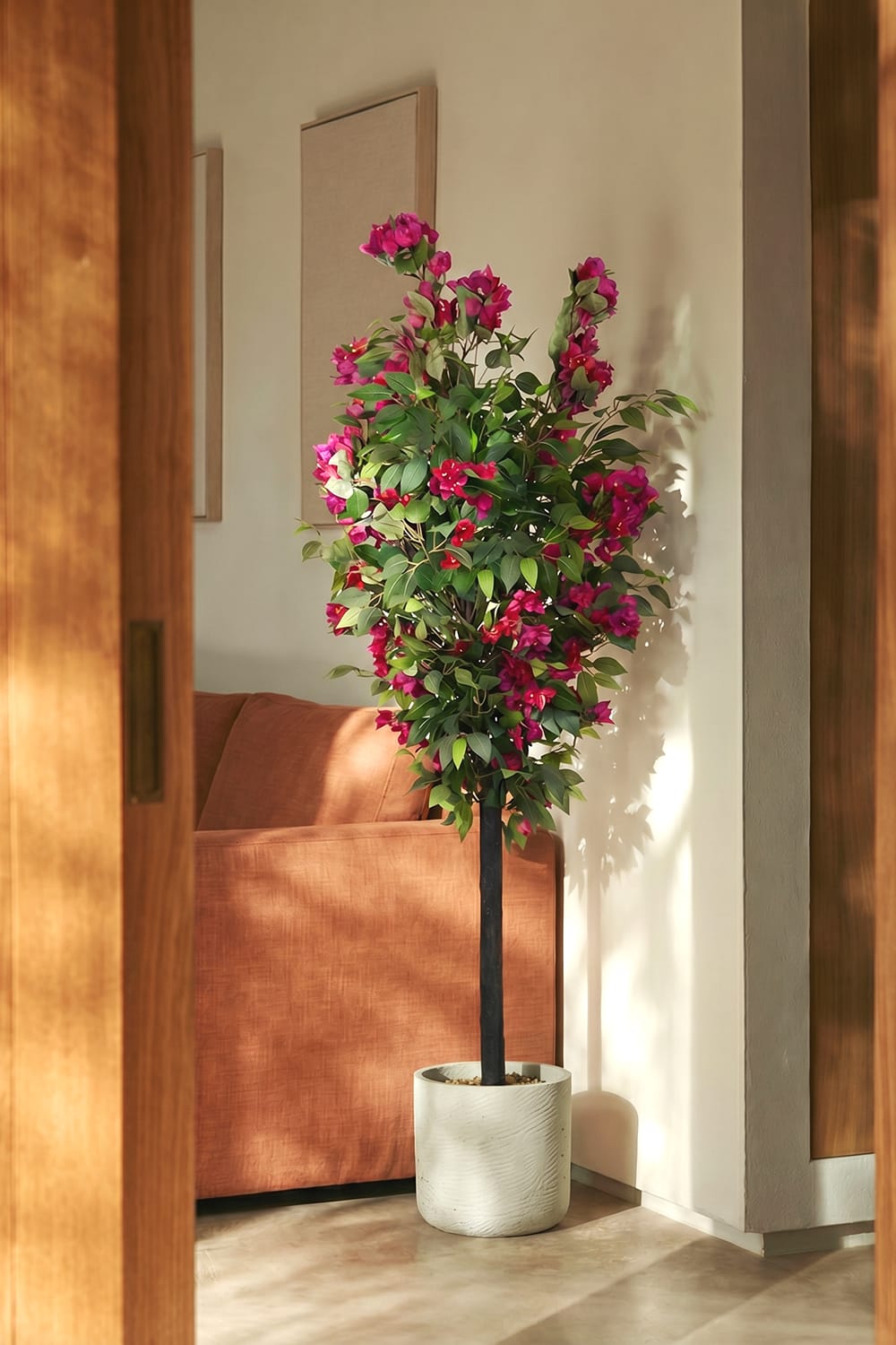 Ficus Buganvilla Silvestre