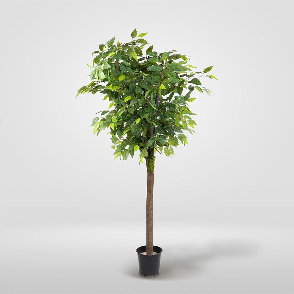 Wild Ficus