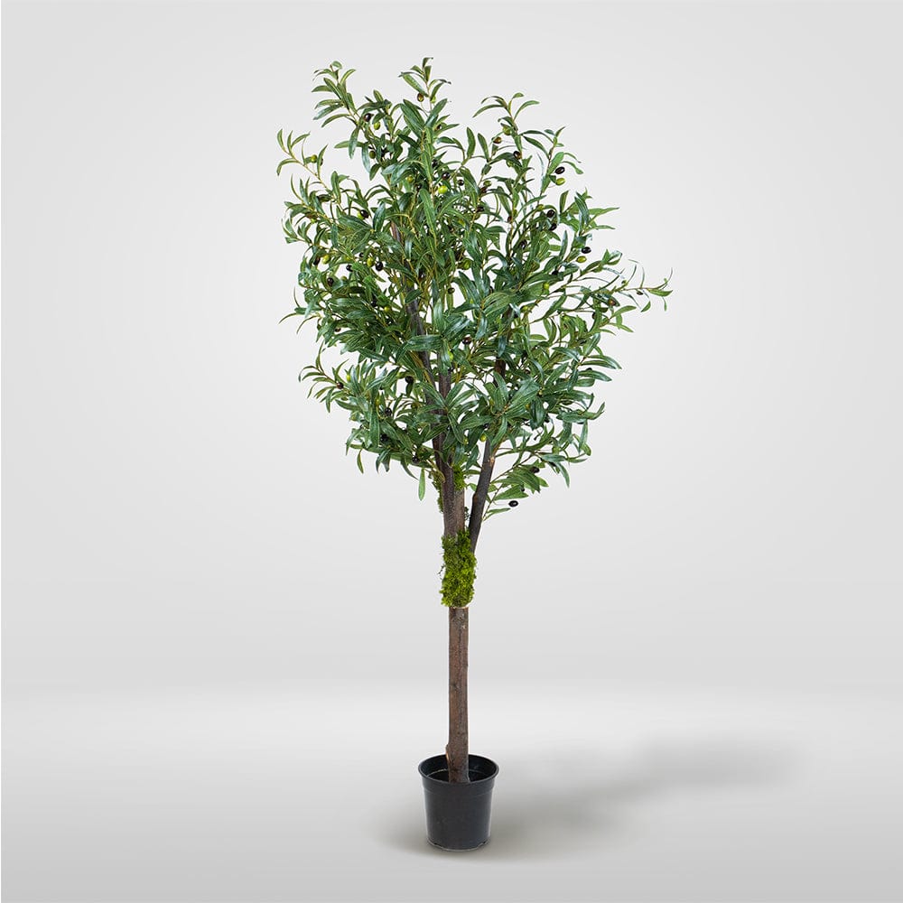 Wild Olive Tree