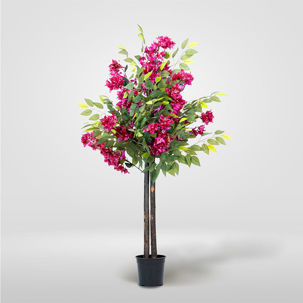 Ficus Bougainvillea