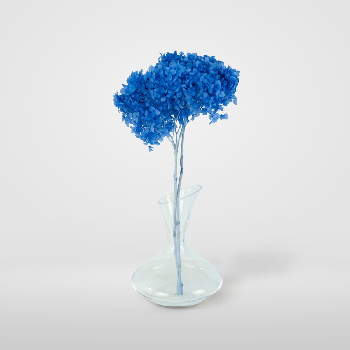 Mazzo di ortensia blu