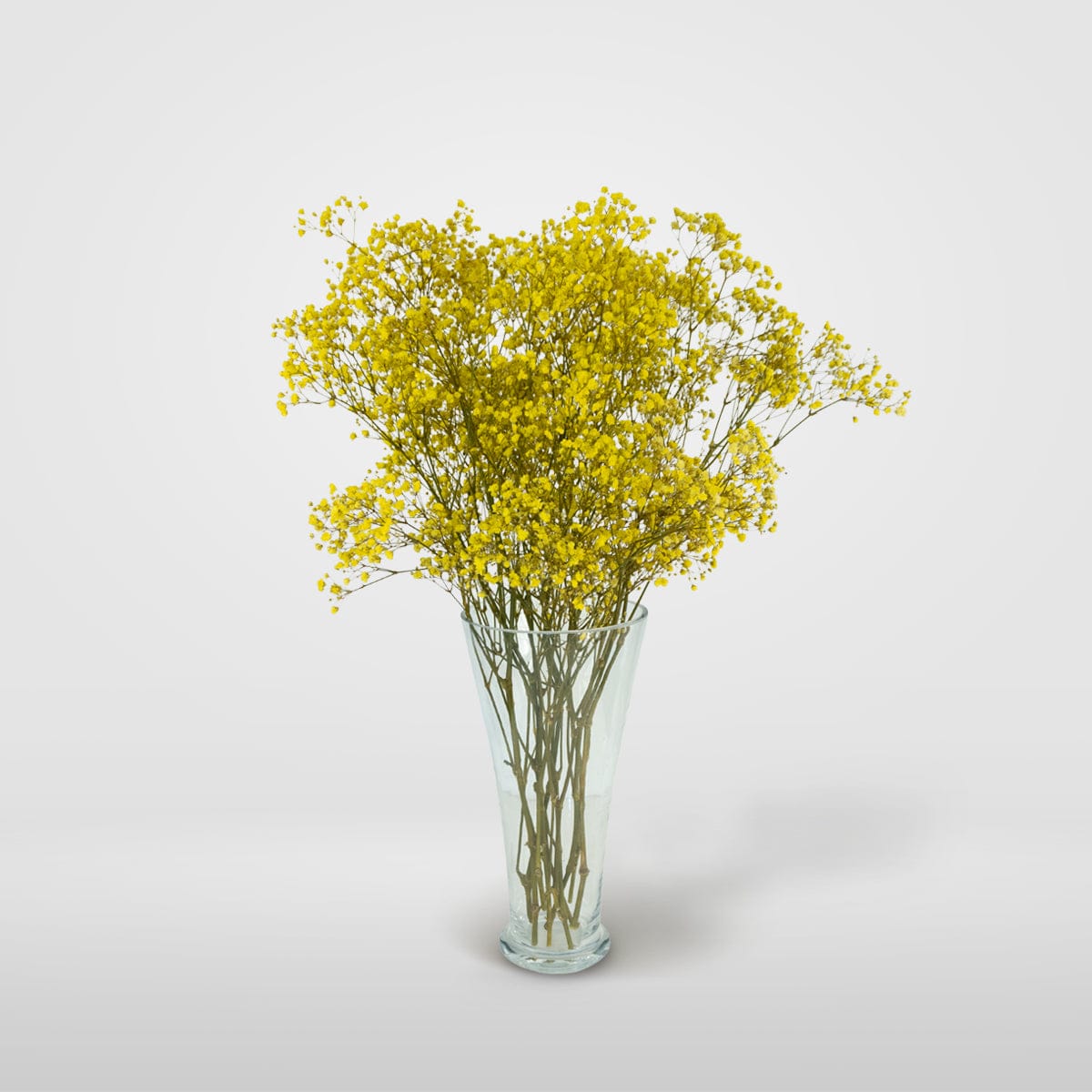 Mazzo di gypsophila gialla