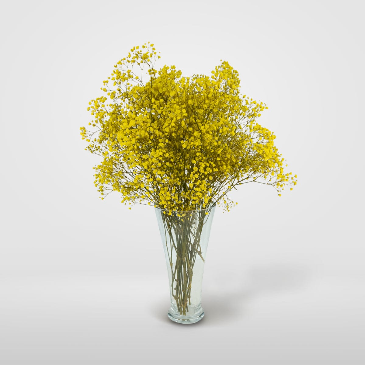 Mazzo di gypsophila gialla