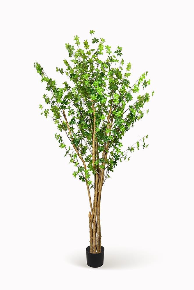 Arbre Enquianto