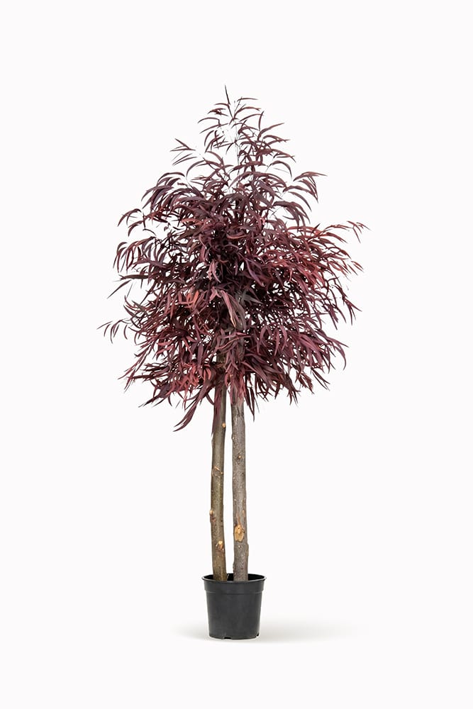 Brillifolium preserved